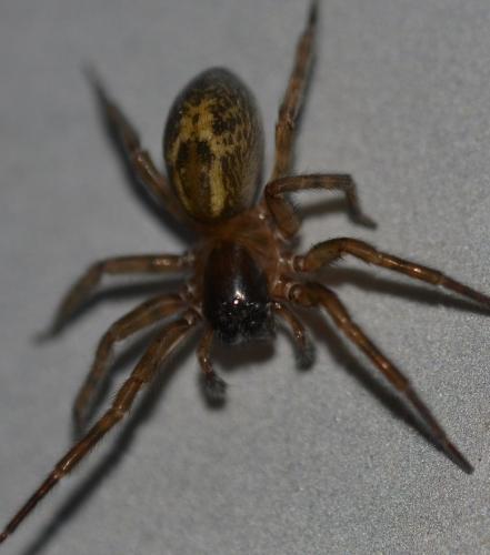 Amaurobius sp.